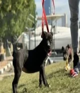 Pitbull female puppies