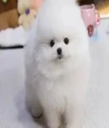 Pomeranian puppies available