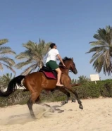 خيل للايجار في جميع مناطق الكويت