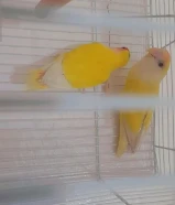 لبيع زوج روز و زوج كروان67