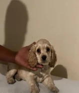 كوكر اسبانيول