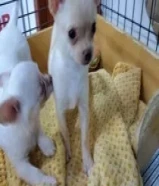 Mini chihuahua