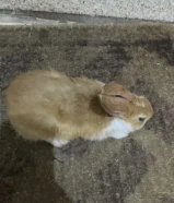 أرنب للبيع