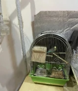 Love birds for sa