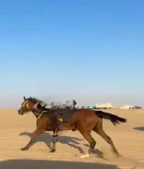 nحصان انجليزي للبيع