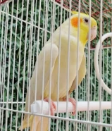 للبيع كروان( لاتيني عيون حمراء)ربوه يوقف على اليد ومافيه عض يغرد ويغني..............................