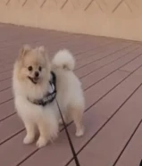 Pomeranian puppy