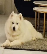 جراوي سامويد samoyed puppies للبيع اهالي وارد الخارج شعر طويل حجم ضخم pure breed عمر 80 يوم