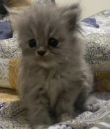 كتن للبيع مع امهم او بدون