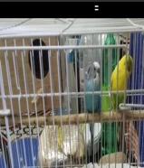 عصافير بادجى البيع لدواعي السفر العرض بنصف السعر لسرعة البيع