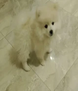 Pomeranian