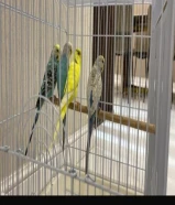 طيور باجي زوجين نضاف وصحه سليمه وأصوات حلوه