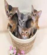 Purebred Abyssinian kittens Available متوفر قطط حبشية أصيلة