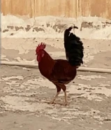 للبيع ديك عربي قديم