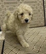 Poodle 2 months