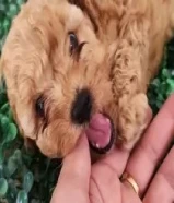 جراوة بودل ليور