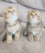 كيتن سكوتش فولد