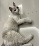 قطوة للتبني "انثى" اقرأ الوصف