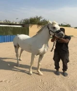 حصان مصري مواليد2021 فاخر جواز وتحويل