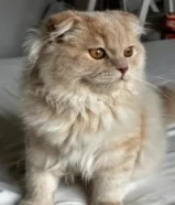 للبيع قط ذكر سكوتش فولد