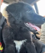 border collie female for sale shes 11