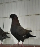 for sale pigeons