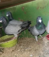 للبيع مداين امريكي