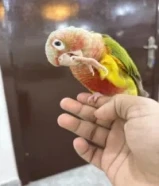 طير سينامون كنيور للبيع