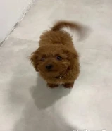 A female dog Luna Vaccinated for sale Fnaitaise