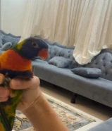 لوري عمره 10شهور ربوه فل الجنس ذكر وياه شهاده