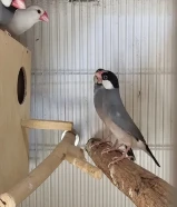 java Breeding pairs gray604684