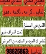 للبيع ذبايح