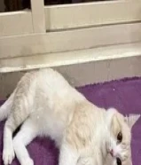 Persian Cat (family)