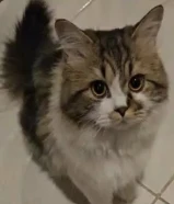 Cute Scottish Female Pedigree Cat available