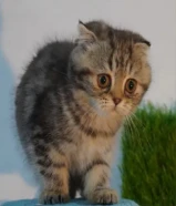 للبيع سكوتش فولد 2025
