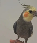 طير كروان للبدل مع فرخ كاسكو الكروان ربوه وما بعض ويصعك على الايد واذا عض يكون عض لعب ويغني ويرقص