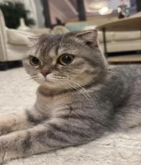 قطة سكوتش فصيله نادرة