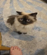 بس للتزواج ذكر