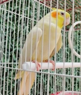 للبيع كروان( لاتيني عيون حمراء)ربوه يوقف على اليد ومافيه عض يغرد ويغني..............................