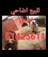 للبيع اضاحي نعيمي ٥١٤٢٥٦١١