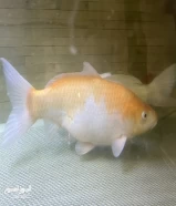 سمك Koi Fish كبير