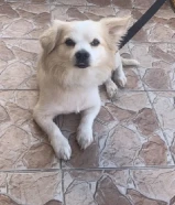 للبيع كلب ذكر