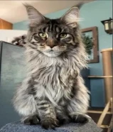 Maine coon female