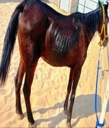 فرس مصرية هادئة و بصحة جيدة - تصلح لتدريب الأطفال و الكبار - سنها كبير ( مزارع الوفرة )