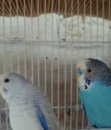 مطلوب زوج بادجي منتج مع خانه التواصل واتس آب