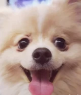 Pomeranian