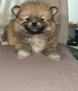 جراوي بوميرنيان pomeranian puppies