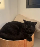 For adoption للتبني with all of his stuff