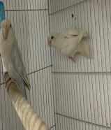 للبيع زوج لوفبيرد شرط الانتاج والفيديو انتاج شهر الي طاف والحين جاهزين