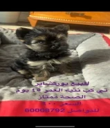 للبيع كلب نوعه يوركشاير تي كب انثى العمر: 45 يوم ماتكبر الحجم صغير